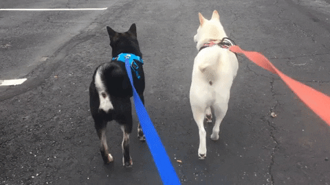 Shibas Gifs Get The Best Gif On Giphy
