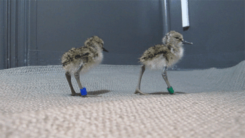 Bird Chick GIF