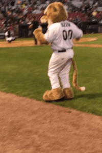 Grounds Crew T Pose GIF by Kane County Cougars - Find & Share on GIPHY