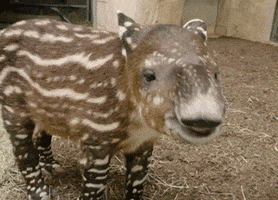 Baby Nose GIF by San Diego Zoo Wildlife Alliance