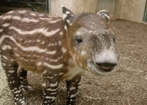Baby Nose GIF by San Diego Zoo Wildlife Alliance - Find & Share on GIPHY