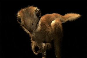 baby animals chicken GIF by American Museum of Natural History