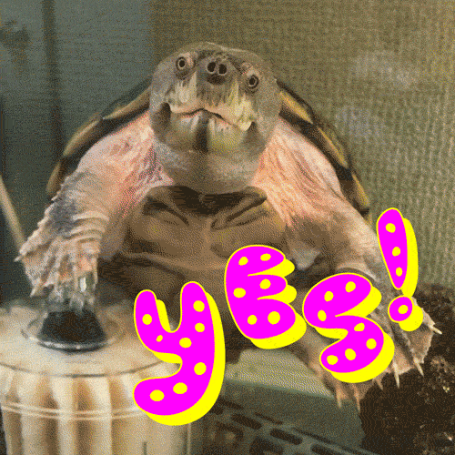excited turtle