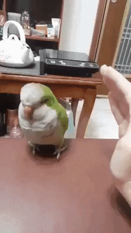 cute aww GIF