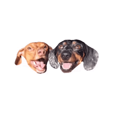 wienerdog #dachshund #sausagedog #hotdog #doxie GIF by beangoods