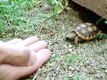 tortoise GIF by Cheezburger