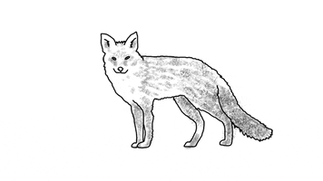 Fox Lobo GIF by osmarval