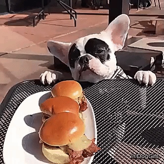Video gif. A french bulldog, white with black patches on its face, stands on its hind legs reaching with its forepaw trying to get to sandwiches on a plate at an outdoor table. It barely touches the top bun.