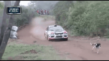 marcspringer  GIF