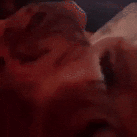 Gavincat GIF