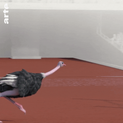 Ostrich Dance Gif