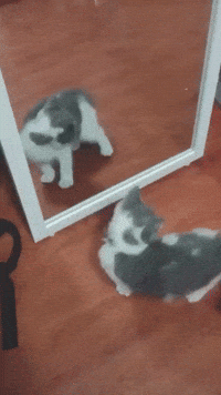 I Love Me Mirror GIF - I Love Me Mirror Reflection - Discover