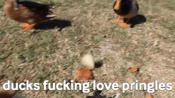 Ducks GIF