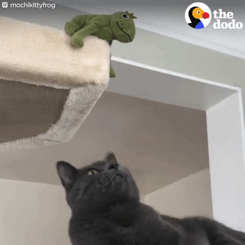 cat frog GIF by The Dodo