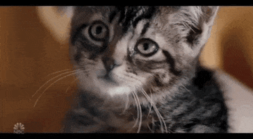kitten eye roll GIF by Saturday Night Live