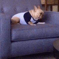 Dog Fails  Funny GIFs of Puppies Falling