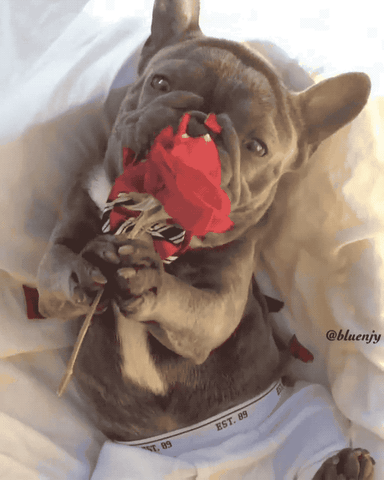 Dog Rose GIF - Find & Share on GIPHY