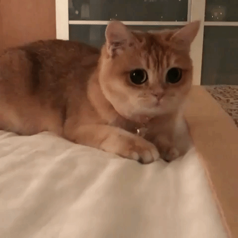 adorable cat face GIF