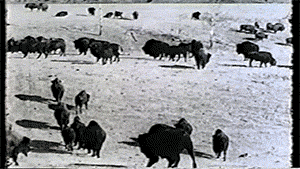 vintage bison GIF by Canadian Museum of History