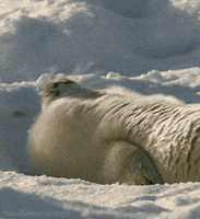 Snuggling Harp Seal GIF
