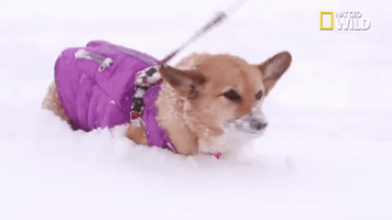 doggie winter wonderland pupparazzi GIF by Nat Geo Wild