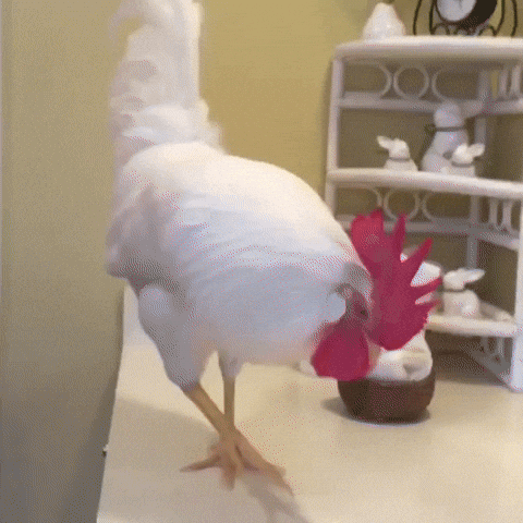 odbicie kurczaka GIF