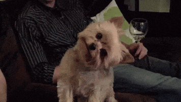 confused yorkshire terrier GIF