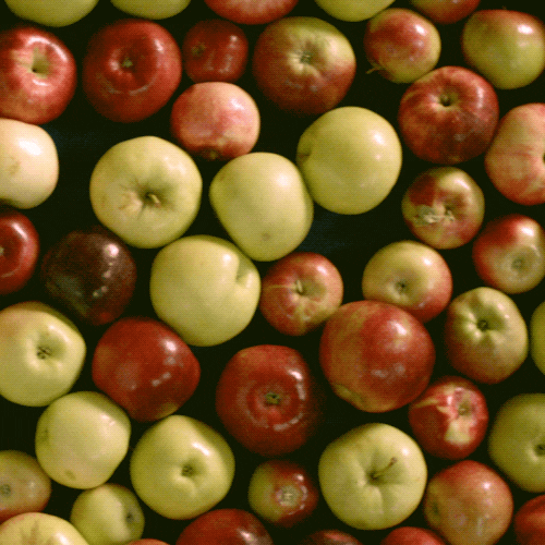 jabłkowy cydr GIF od Angry Orchard