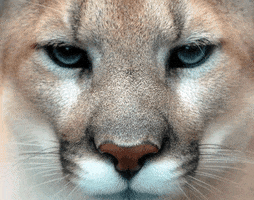Sasha Cougar GIF by University of Houston