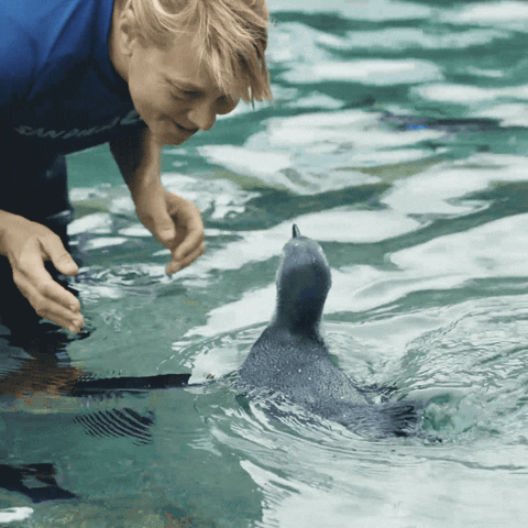 baby animals love GIF by San Diego Zoo