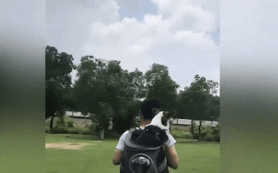 GIF animado