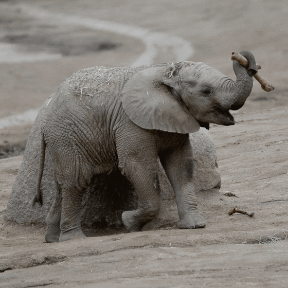 happy baby animals GIF by San Diego Zoo