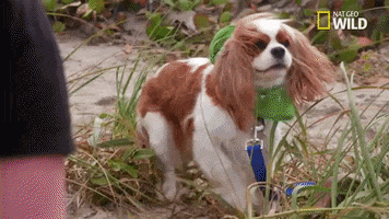 pupparazzi puppy potty face GIF by Nat Geo Wild