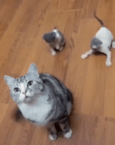 Ваши 5 котов не враждуют друг с другом