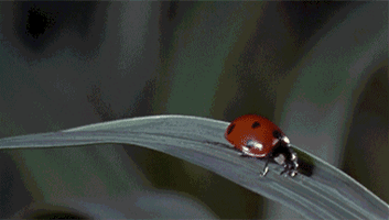 Slow Motion Ladybug GIF
