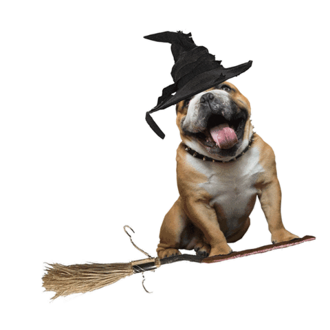 Halloween Flying Sticker by WMA
