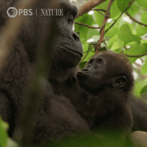 Baby Love GIF by Nature on PBS