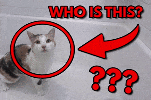 Who Is This What GIF