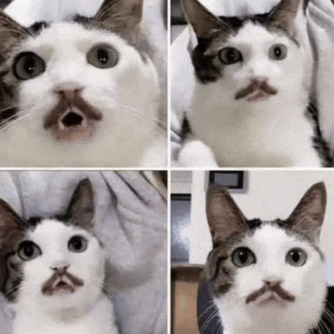 Cats Shocked Cat GIF