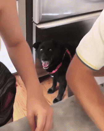 Video gif. A black dog stares wide-eyed as if in surprised shock.