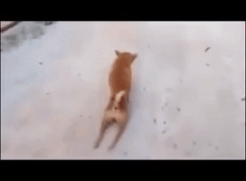 Fingindo Estar Doente GIF