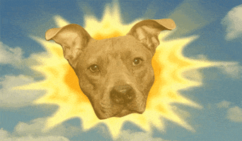 Dog Sun GIF by Nebraska Humane Society