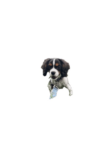 What Sticker