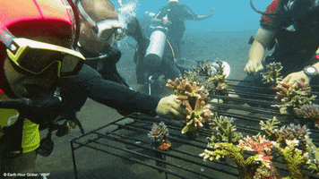 diving planting GIF by Earth Hour
