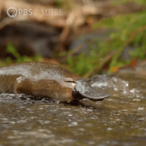 Close Up Wildlife GIF by Nature on PBS