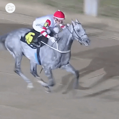 Happy South America GIF by World Horse Racing