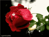 Roses GIFs - Get the best GIF on GIPHY