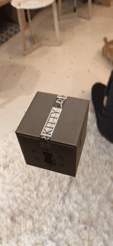 Kitty Laser GIF