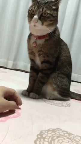 annoyed cat stop that GIF