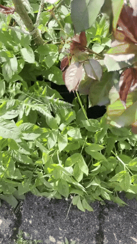 Cat Surprise GIF